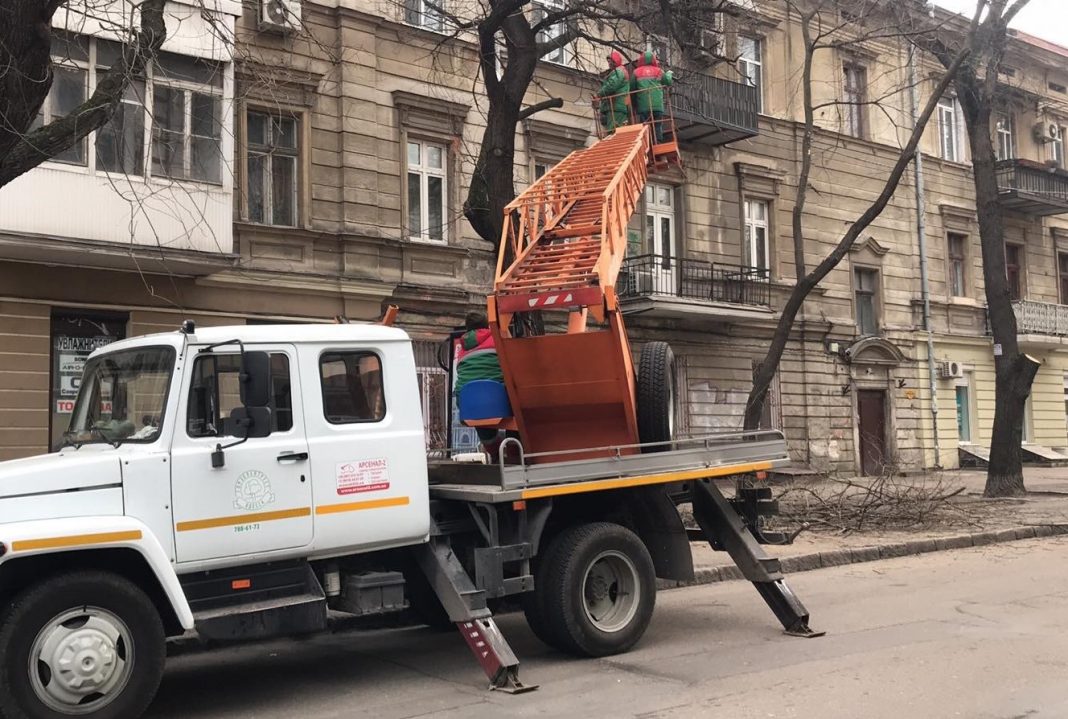 В Одесі мерія віддає тендери на обрізку дерев фірмі батька комунальника